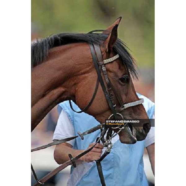 Lady Alida paradng before winning the Premio Mario Incisa della Rocchetta Milano, 20th june 2009 ph. Stefano Grasso