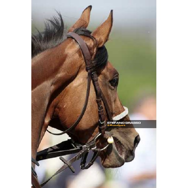 a close up for Lady Alida winner of Premio Mario Incisa della Rocchetta Milano, 20th june 2009 ph. Stefano Grasso