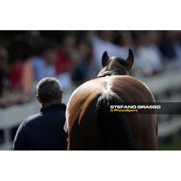 a horse parading before the race Milano, 20th june 2009 ph. Stefano Grasso