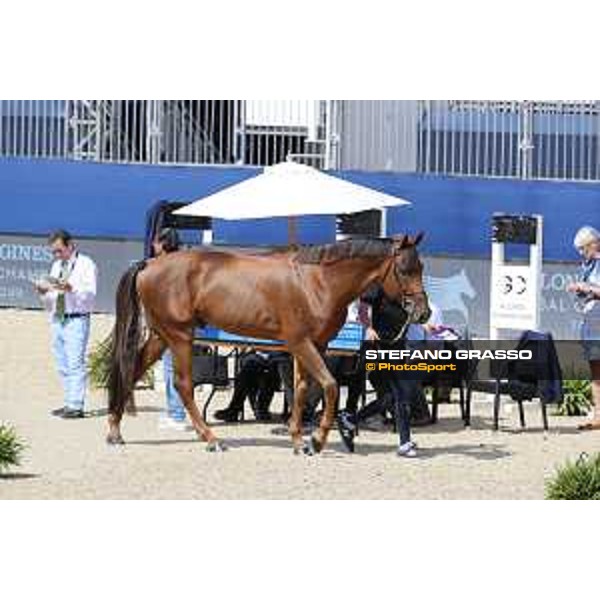 LGCT of London - Vet check - - London, Royal Hospital Chelsea - 1 August 2019 - ph.Stefano Grasso/LGCT