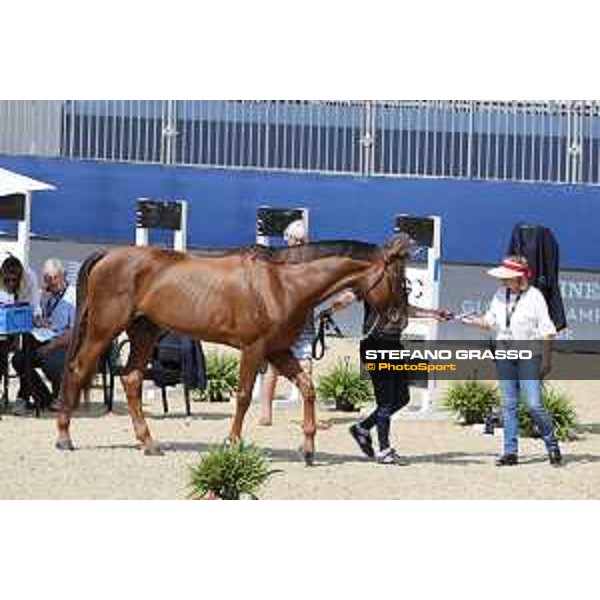 LGCT of London - Vet check - - London, Royal Hospital Chelsea - 1 August 2019 - ph.Stefano Grasso/LGCT