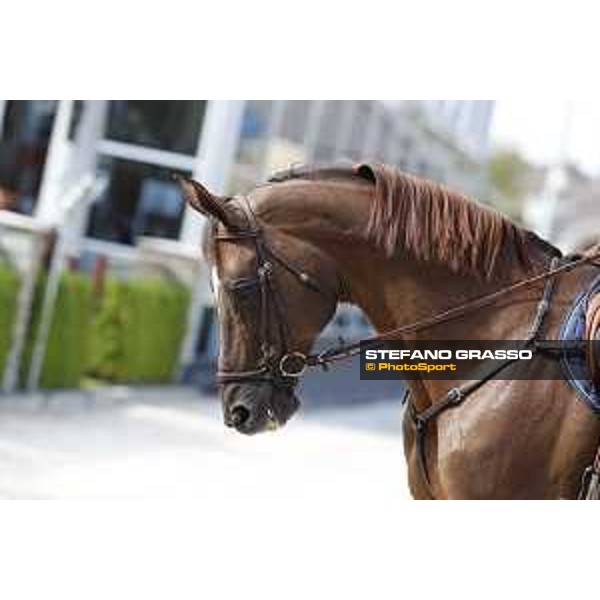 LGCT of Valkenswaard - Behind the scenes - Don VHP Z - Valkenswaard , Tops International Arena - 8 August 2019 - ph.Stefano Grasso/LGCT