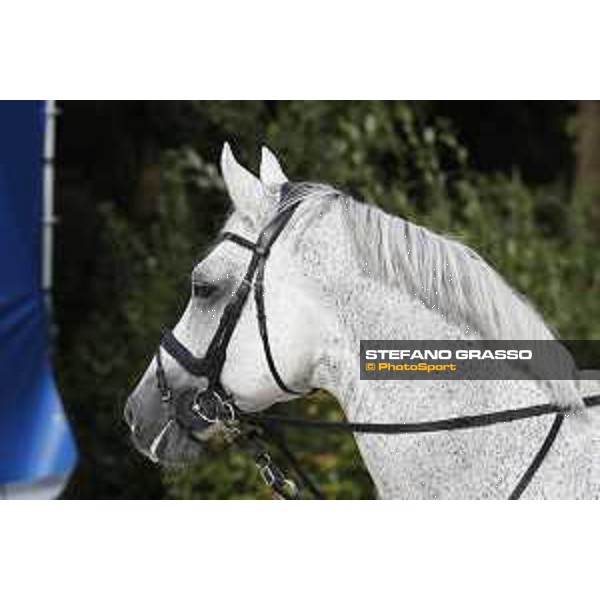LGCT of Valkenswaard - Behind the scenes - Cornado NRW - Valkenswaard , Tops International Arena - 8 August 2019 - ph.Stefano Grasso/LGCT