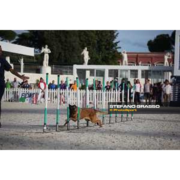 LGCT of Rome - Agility Dog Show - Rome, Stadio dei Marmi - 8 September 2019 - ph.Stefano Grasso/LGCT
