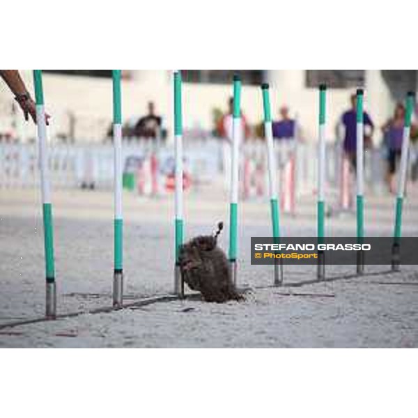 LGCT of Rome - Agility Dog Show - Rome, Stadio dei Marmi - 8 September 2019 - ph.Stefano Grasso/LGCT