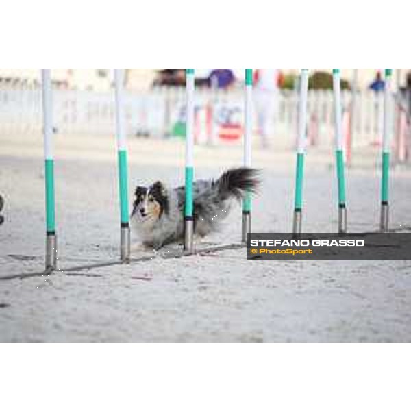 LGCT of Rome - Agility Dog Show - Rome, Stadio dei Marmi - 8 September 2019 - ph.Stefano Grasso/LGCT