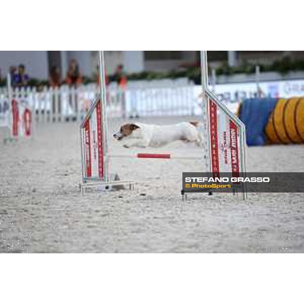 LGCT of Rome - Agility Dog Show - Rome, Stadio dei Marmi - 8 September 2019 - ph.Stefano Grasso/LGCT