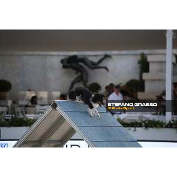 LGCT of Rome - Agility Dog Show - Rome, Stadio dei Marmi - 8 September 2019 - ph.Stefano Grasso/LGCT
