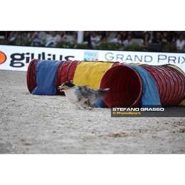 LGCT of Rome - Agility Dog Show - Rome, Stadio dei Marmi - 8 September 2019 - ph.Stefano Grasso/LGCT