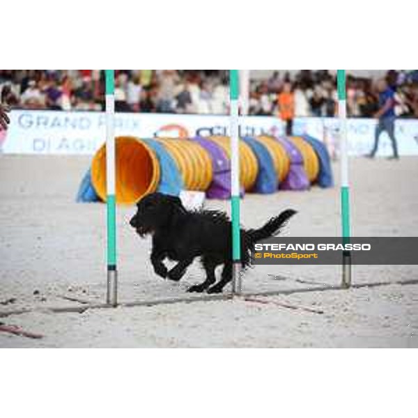 LGCT of Rome - Agility Dog Show - Rome, Stadio dei Marmi - 8 September 2019 - ph.Stefano Grasso/LGCT