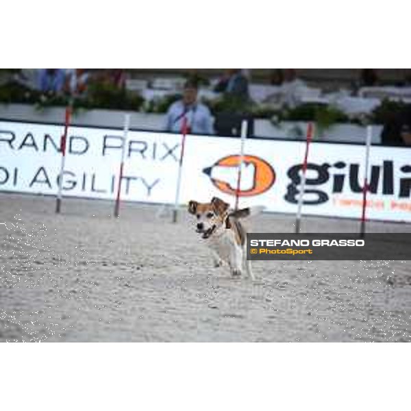 LGCT of Rome - Agility Dog Show - Rome, Stadio dei Marmi - 8 September 2019 - ph.Stefano Grasso/LGCT
