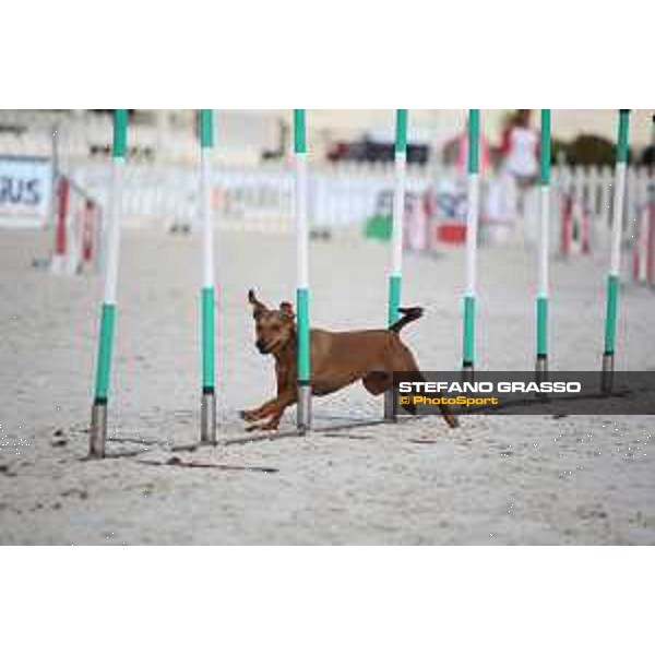 LGCT of Rome - Agility Dog Show - Rome, Stadio dei Marmi - 8 September 2019 - ph.Stefano Grasso/LGCT