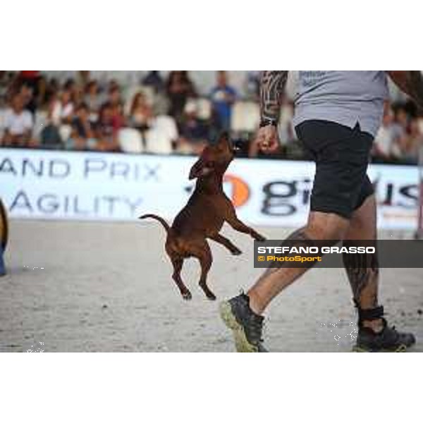 LGCT of Rome - Agility Dog Show - Rome, Stadio dei Marmi - 8 September 2019 - ph.Stefano Grasso/LGCT