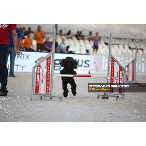 LGCT of Rome - Agility Dog Show - Rome, Stadio dei Marmi - 8 September 2019 - ph.Stefano Grasso/LGCT
