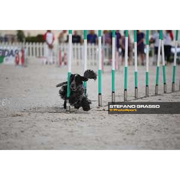 LGCT of Rome - Agility Dog Show - Rome, Stadio dei Marmi - 8 September 2019 - ph.Stefano Grasso/LGCT