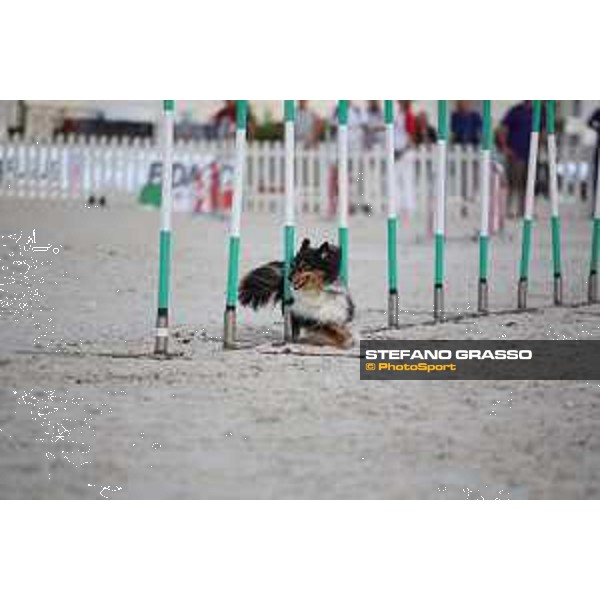 LGCT of Rome - Agility Dog Show - Rome, Stadio dei Marmi - 8 September 2019 - ph.Stefano Grasso/LGCT