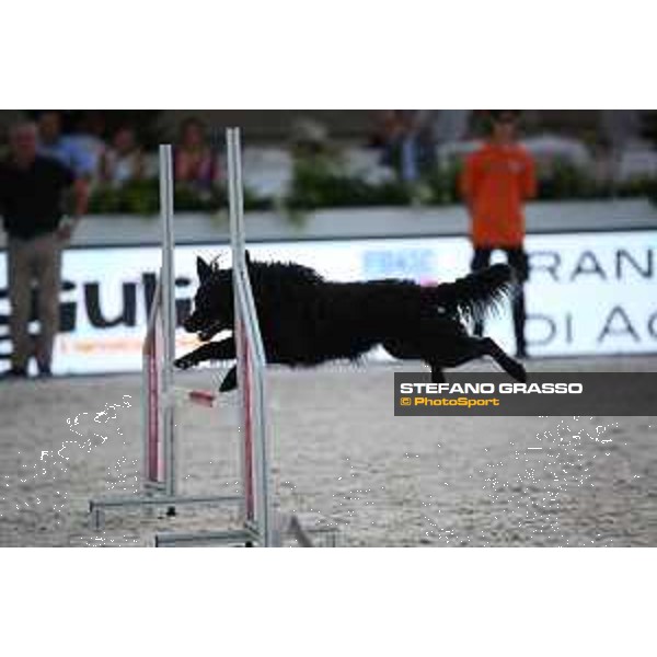 LGCT of Rome - Agility Dog Show - Rome, Stadio dei Marmi - 8 September 2019 - ph.Stefano Grasso/LGCT