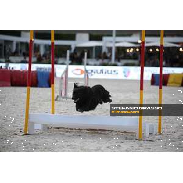 LGCT of Rome - Agility Dog Show - Rome, Stadio dei Marmi - 8 September 2019 - ph.Stefano Grasso/LGCT