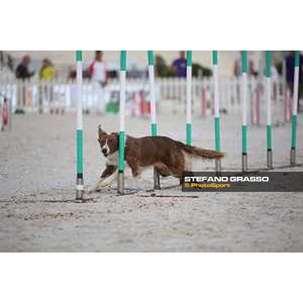 LGCT of Rome - Agility Dog Show - Rome, Stadio dei Marmi - 8 September 2019 - ph.Stefano Grasso/LGCT
