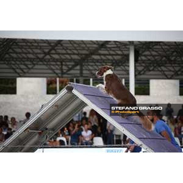 LGCT of Rome - Agility Dog Show - Rome, Stadio dei Marmi - 8 September 2019 - ph.Stefano Grasso/LGCT