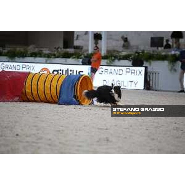 LGCT of Rome - Agility Dog Show - Rome, Stadio dei Marmi - 8 September 2019 - ph.Stefano Grasso/LGCT