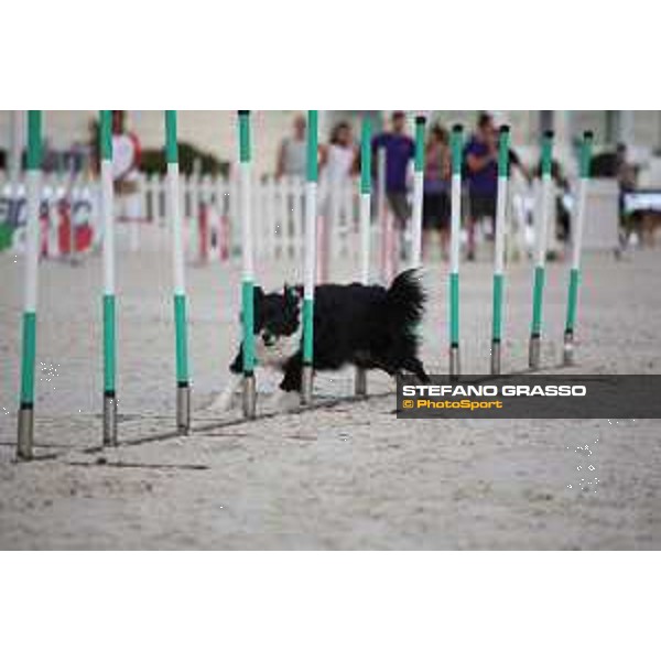 LGCT of Rome - Agility Dog Show - Rome, Stadio dei Marmi - 8 September 2019 - ph.Stefano Grasso/LGCT