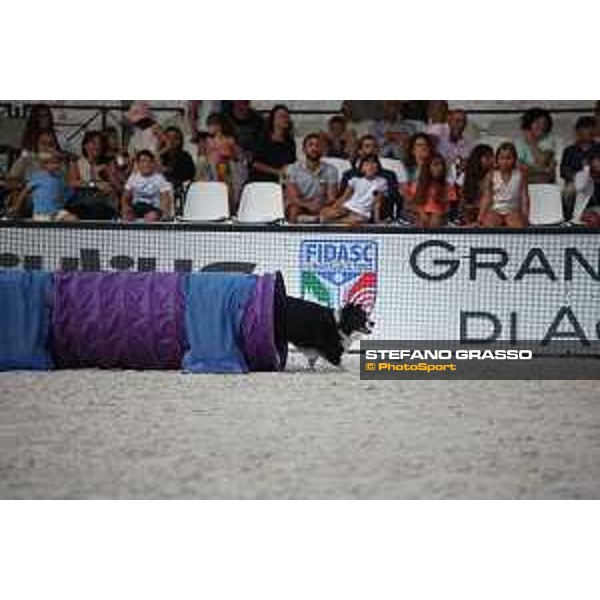LGCT of Rome - Agility Dog Show - Rome, Stadio dei Marmi - 8 September 2019 - ph.Stefano Grasso/LGCT
