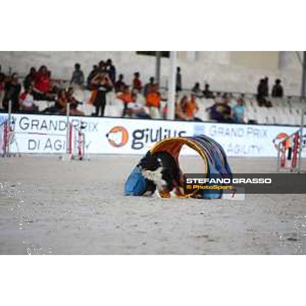 LGCT of Rome - Agility Dog Show - Rome, Stadio dei Marmi - 8 September 2019 - ph.Stefano Grasso/LGCT