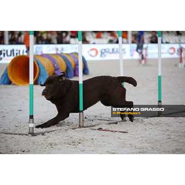 LGCT of Rome - Agility Dog Show - Rome, Stadio dei Marmi - 8 September 2019 - ph.Stefano Grasso/LGCT