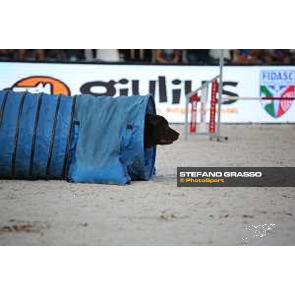 LGCT of Rome - Agility Dog Show - Rome, Stadio dei Marmi - 8 September 2019 - ph.Stefano Grasso/LGCT