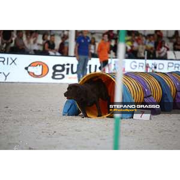 LGCT of Rome - Agility Dog Show - Rome, Stadio dei Marmi - 8 September 2019 - ph.Stefano Grasso/LGCT