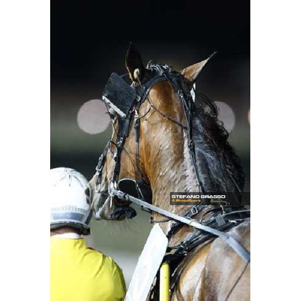 a close up for Lisa America winner of the Gran Premio Cittˆ di Follonica Follonica, Ippodromo dei Pini, 12th july 2009 ph. Stefano Grasso