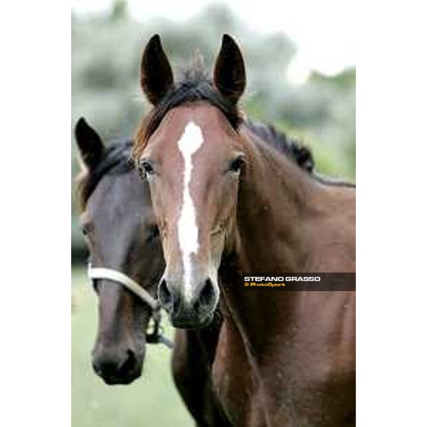 Iceman - Varenne and Ocean Gar SS Cosma e Damiano 8th august 2005 ph. Stefano Grasso