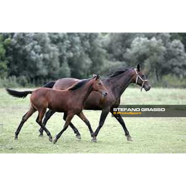 Ocean Gar and her foal SS Cosma e Damiano 8th august 2005 ph. Stefano Grasso