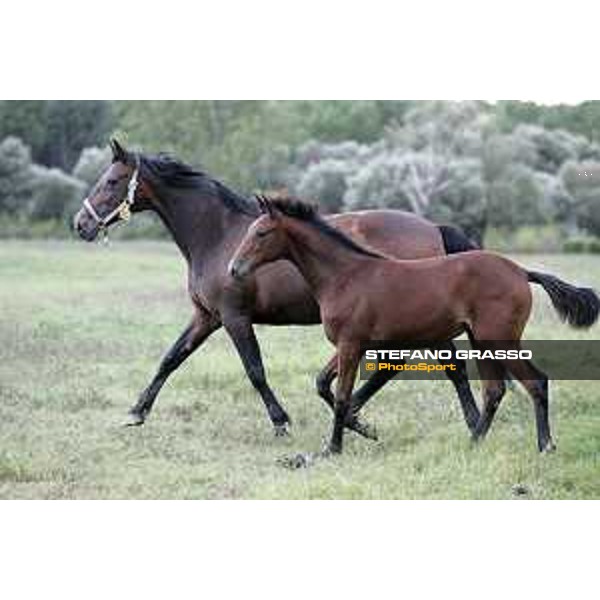 Ocean Gar and her foal SS Cosma e Damiano 8th august 2005 ph. Stefano Grasso