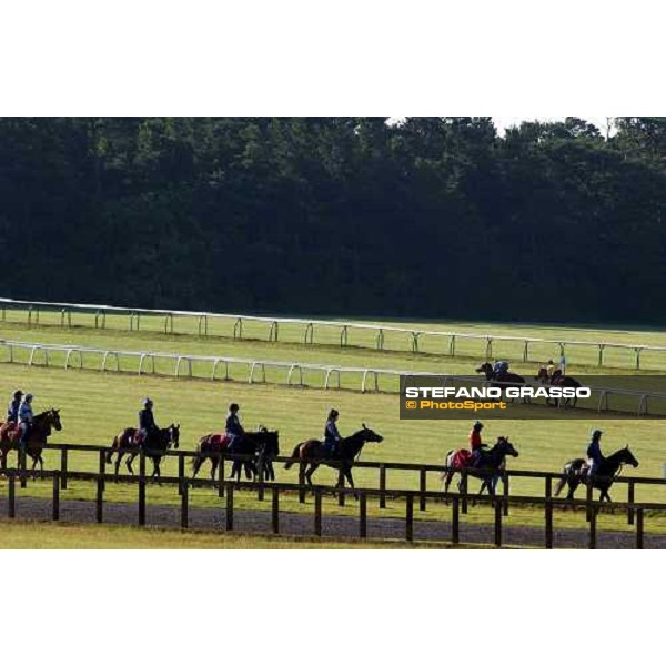 horses in training at Newmarket Newmarket 8th july 2004 ph. Stefano Grasso