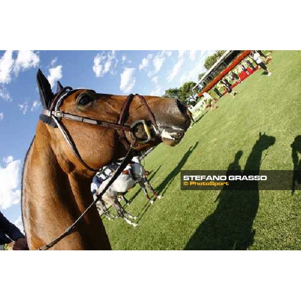 a close up for Baron PKZ winner of Premio Mapei San Patrignano, 18th july 2009 ph. Stefano Grasso