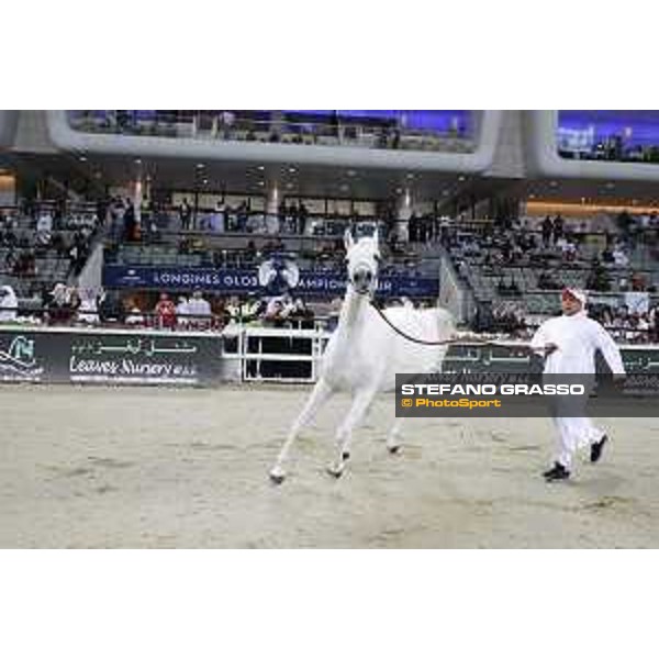 LGCT of Doha - Al Shaqab - Arabian Show - Doha, Lomgines Arena Al Shaqab - 7 March 2020 - ph.Stefano Grasso/LGCT