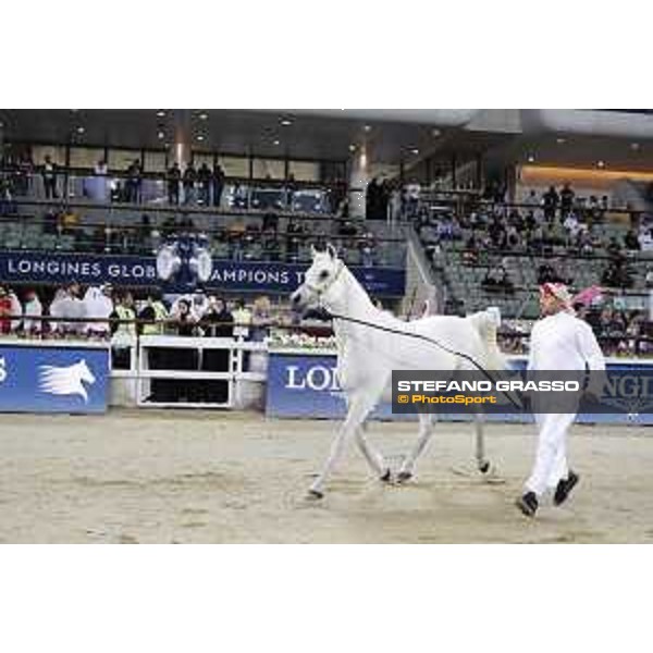 LGCT of Doha - Al Shaqab - Arabian Show - Doha, Lomgines Arena Al Shaqab - 7 March 2020 - ph.Stefano Grasso/LGCT