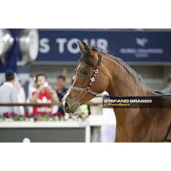 LGCT of Doha - Al Shaqab - Arabian Show - Doha, Lomgines Arena Al Shaqab - 7 March 2020 - ph.Stefano Grasso/LGCT