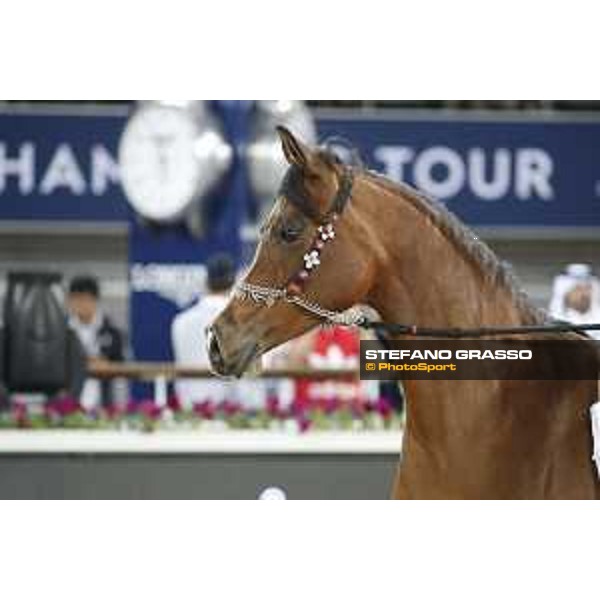 LGCT of Doha - Al Shaqab - Arabian Show - Doha, Lomgines Arena Al Shaqab - 7 March 2020 - ph.Stefano Grasso/LGCT