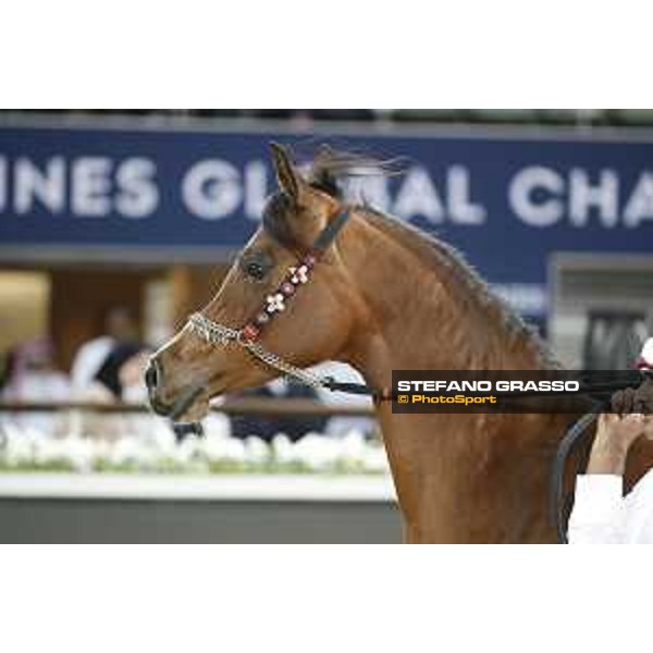 LGCT of Doha - Al Shaqab - Arabian Show - Doha, Lomgines Arena Al Shaqab - 7 March 2020 - ph.Stefano Grasso/LGCT