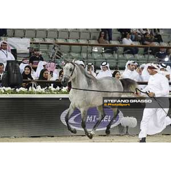 LGCT of Doha - Al Shaqab - Arabian Show - Doha, Lomgines Arena Al Shaqab - 7 March 2020 - ph.Stefano Grasso/LGCT