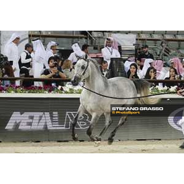 LGCT of Doha - Al Shaqab - Arabian Show - Doha, Lomgines Arena Al Shaqab - 7 March 2020 - ph.Stefano Grasso/LGCT