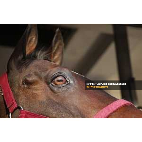 CHI of Al Shaqab - Behind the scenes - Doha, Al Shaqab - 27 February 2020 - ph.Frank Sorge/CHI Al Shaqab