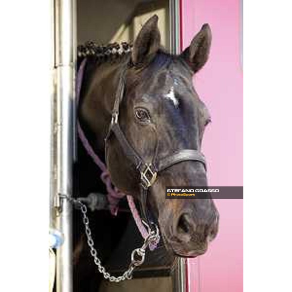 CHI of Al Shaqab - Behind the scenes - Doha, Al Shaqab - 27 February 2020 - ph.Frank Sorge/CHI Al Shaqab