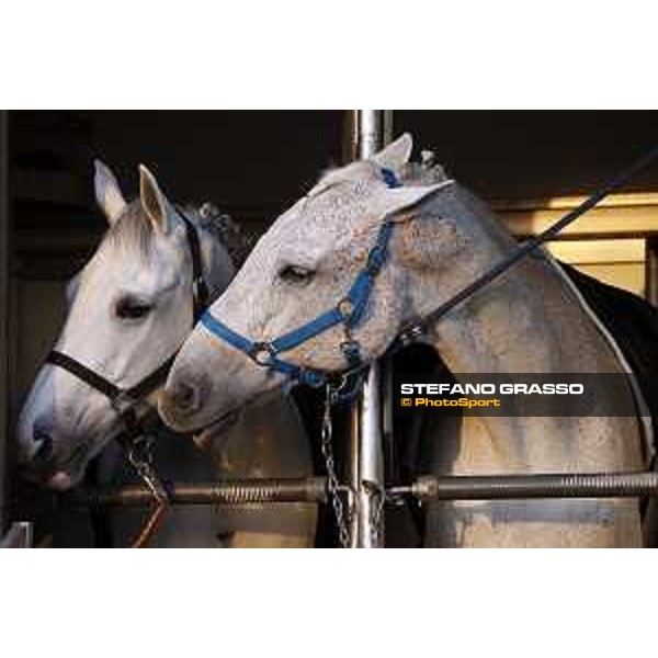 CHI of Al Shaqab - Behind the scenes - Doha, Al Shaqab - 27 February 2020 - ph.Frank Sorge/CHI Al Shaqab