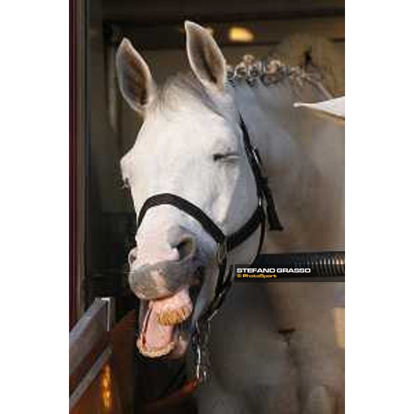 CHI of Al Shaqab - Behind the scenes - Doha, Al Shaqab - 27 February 2020 - ph.Frank Sorge/CHI Al Shaqab