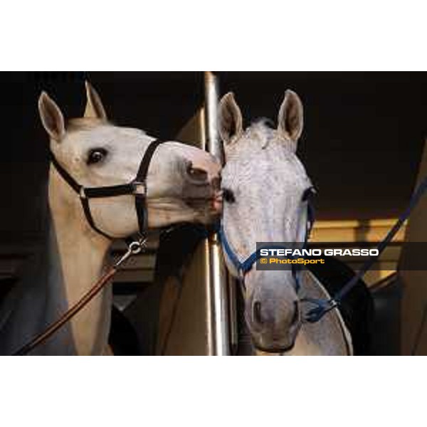 CHI of Al Shaqab - Behind the scenes - Doha, Al Shaqab - 27 February 2020 - ph.Frank Sorge/CHI Al Shaqab