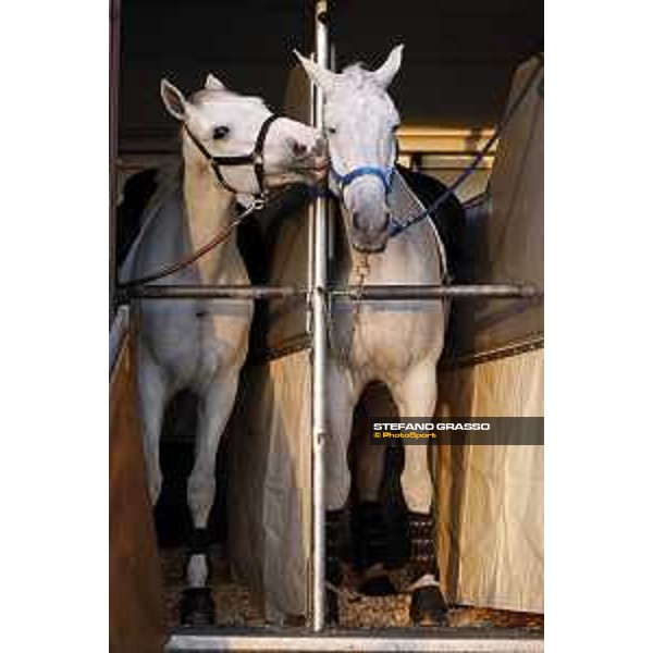CHI of Al Shaqab - Behind the scenes - Doha, Al Shaqab - 27 February 2020 - ph.Frank Sorge/CHI Al Shaqab